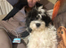 7 month old cavapoo boy