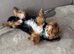 18 week old Yorkshire terrier