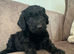 Cockapoo
