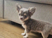 Female chihuahua- Fully Health Tested Parents