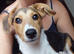 4 months beagle x Sheltie Collie MALE