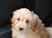 Last Cavapoo Girl