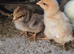 Chicks available mix breed