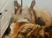 4 year old German shepherd girl