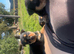 Male huntaway puppy