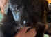 Bearded collie cross border collie pups