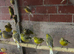 Cocktails Ringneck Lovebirds canaries