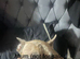 Male pocket American bully cross