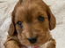 Rare tiny Asian poodle cross deep red puppies