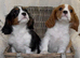 Cavalier King Charles.