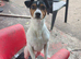 2 x Male Parson Jack Russell For Stud