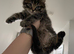 Male Kitten