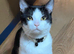 Male Cats For Sale
