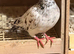 Iranian pigeon