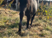 Lovely little fell pony type mare