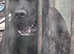 3/4 cane corso 1/4 Belgium Malinois