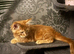 Red 16 week old full Mainecoon kitten