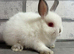 Netherland Dwarf Himi Baby