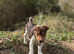 KC Jack Russell stud