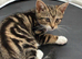 Tilly ~ Looking for new home