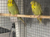 Exhibition Budgies