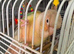 Green cheek conure