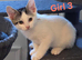 Beautiful kittens for sale looking for foreverr loving homes
