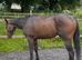 3 yr old gelding ROR eligible
