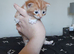 5 kittens for sale