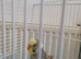 Budgie semi time baby budgie with cage