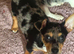 2 male Jack Russell pups