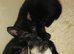 3 Beautiful girl kittens looking for forever homes