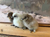 Silkie chicks