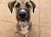 6 month old pup