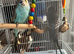 English budgies