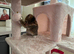 Female Tabby Kitten