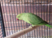 Parrots for sale