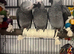 Baby congo african greys