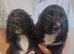 COCKER SPANIEL PUPPIES