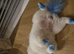 Beautiful white toy pomeranian