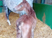 Class 1 broodmare