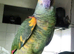 Female amazon aestiva