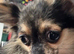 Beautiful Female Chihuahua