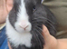3 female Dutch cross