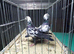 BLACK TIGER GRIZZLE RACING PIGEONS