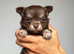 Chihuahua puppies
