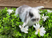Gorgeous pure Mini lops