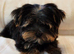 Yorkshire terrier puppy