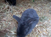 Mini plush lops