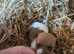 Stunning jack russells